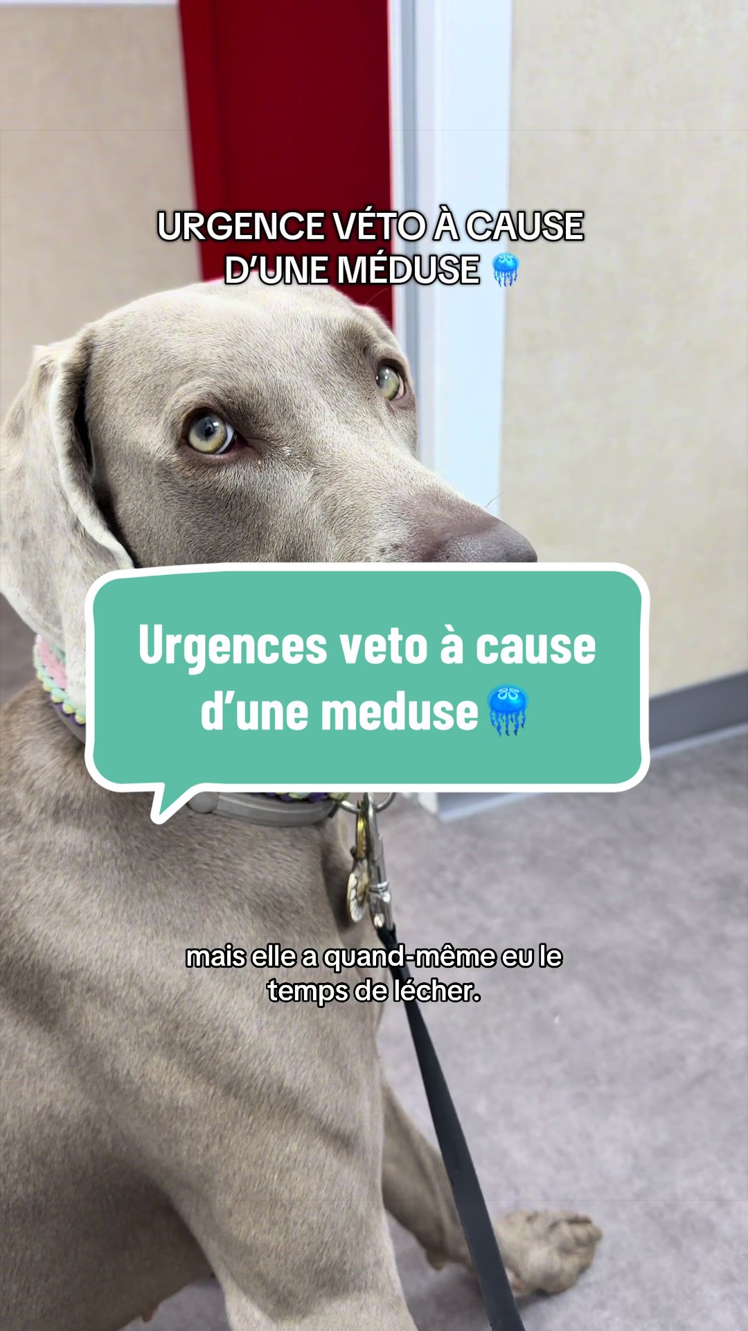 @Mathilde & ses animaux🌼