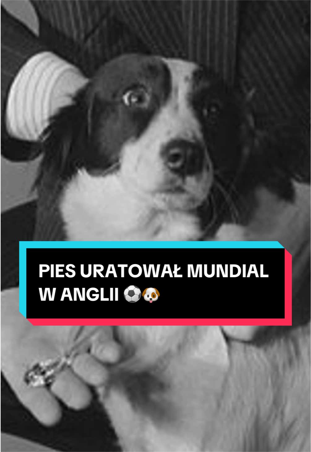 @pandawojtekyt