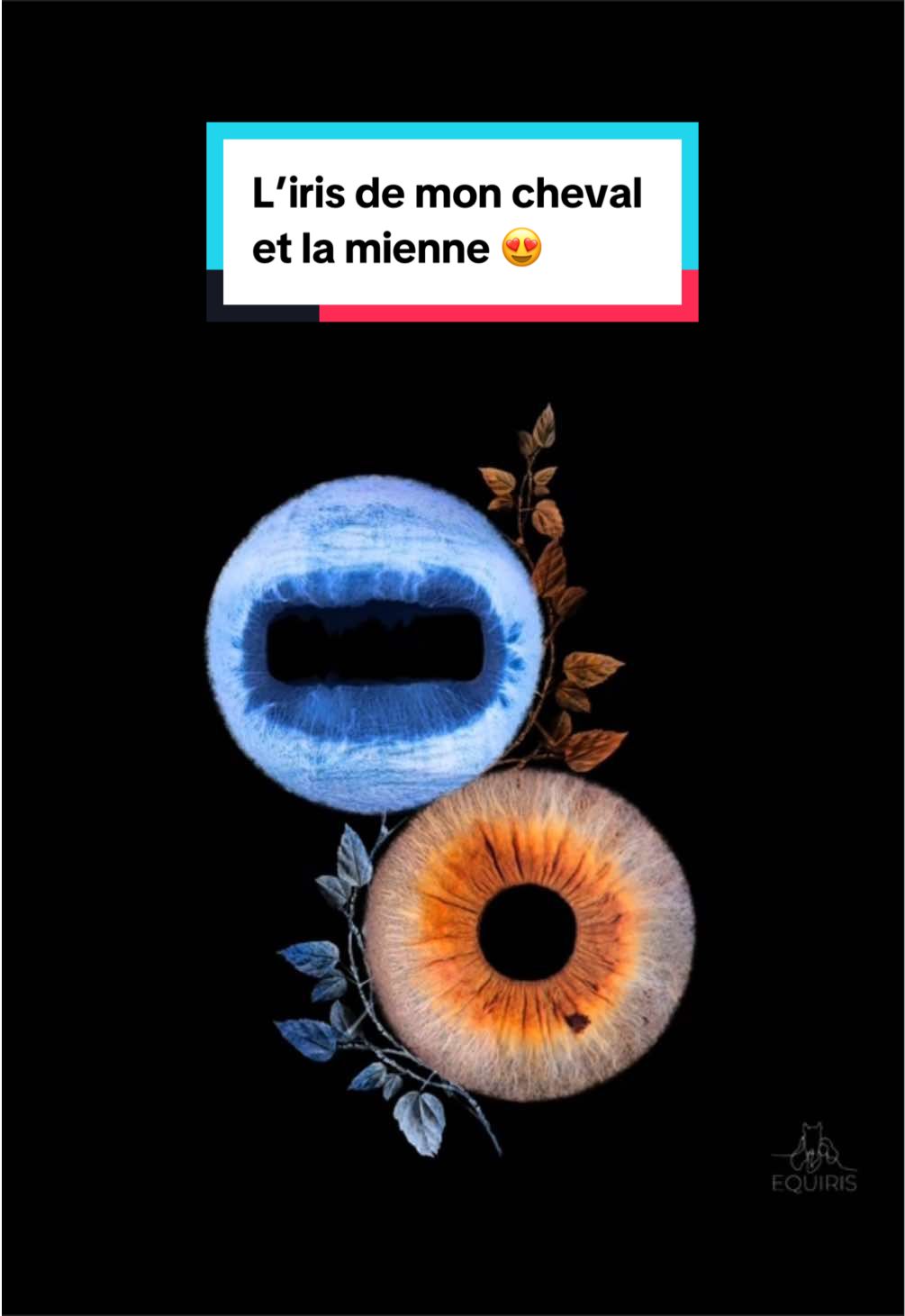 @mon poney pie