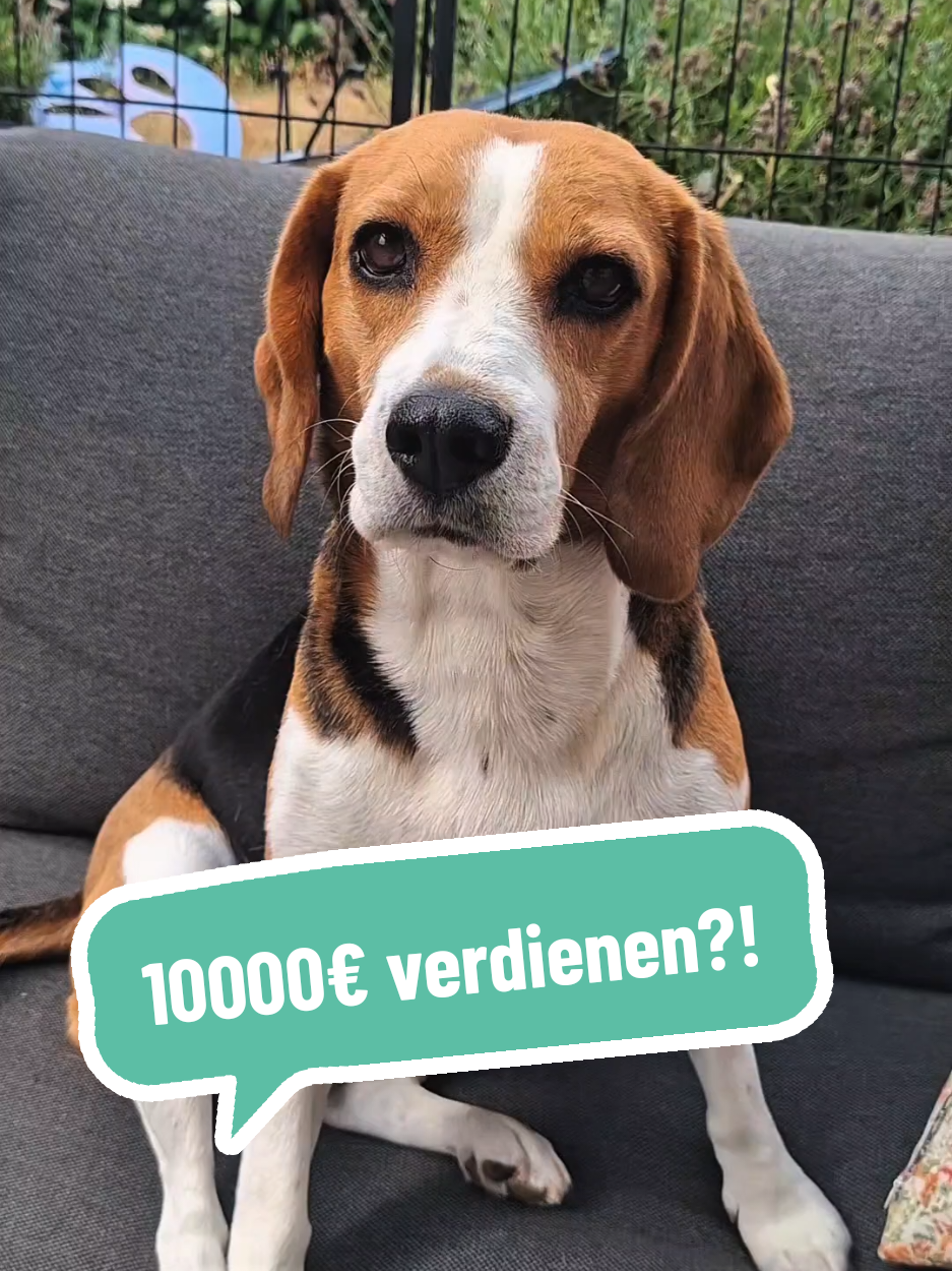 @BeagleTrifftBerner