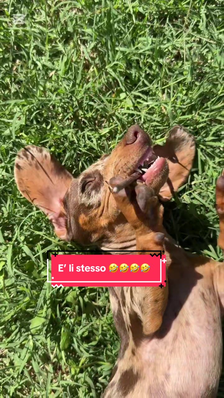 @MillyGraceDrusilla_LeFagioline