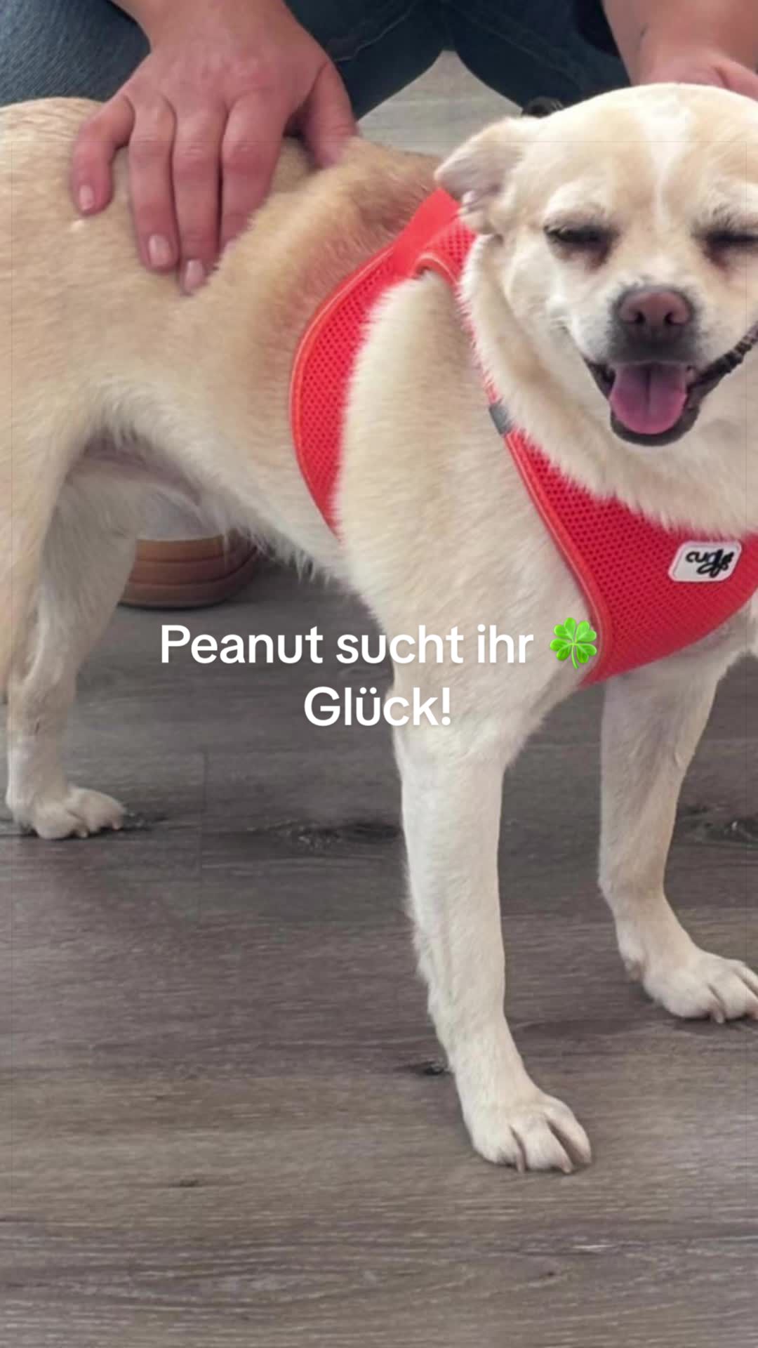 @Ju Schi