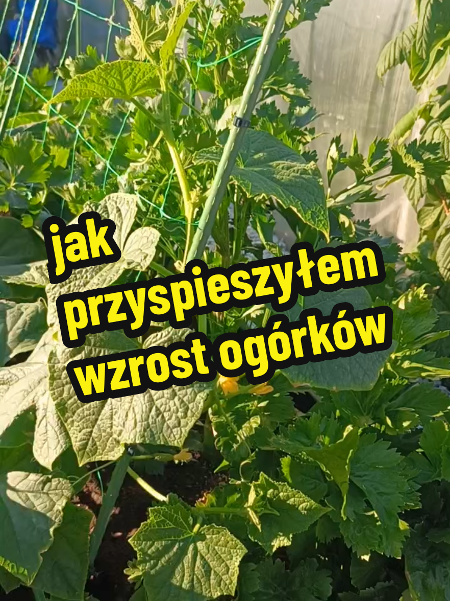 @Marcin ogrodnik