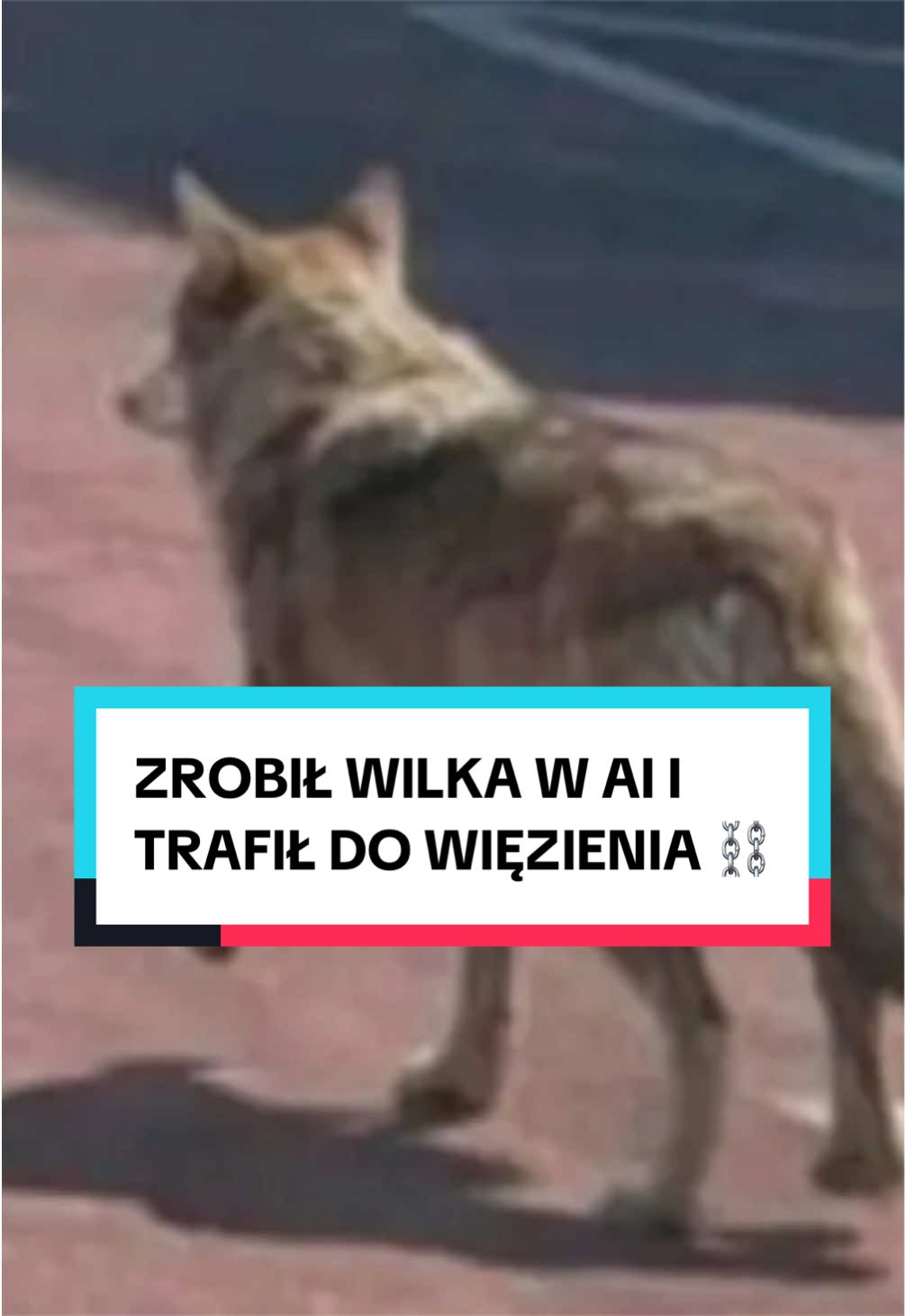 @pandawojtekyt