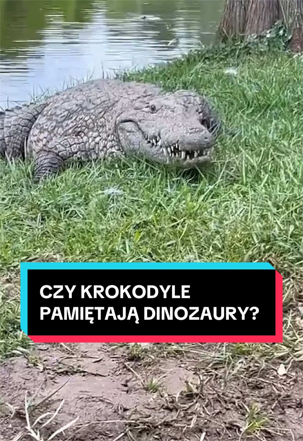 @pandawojtekyt