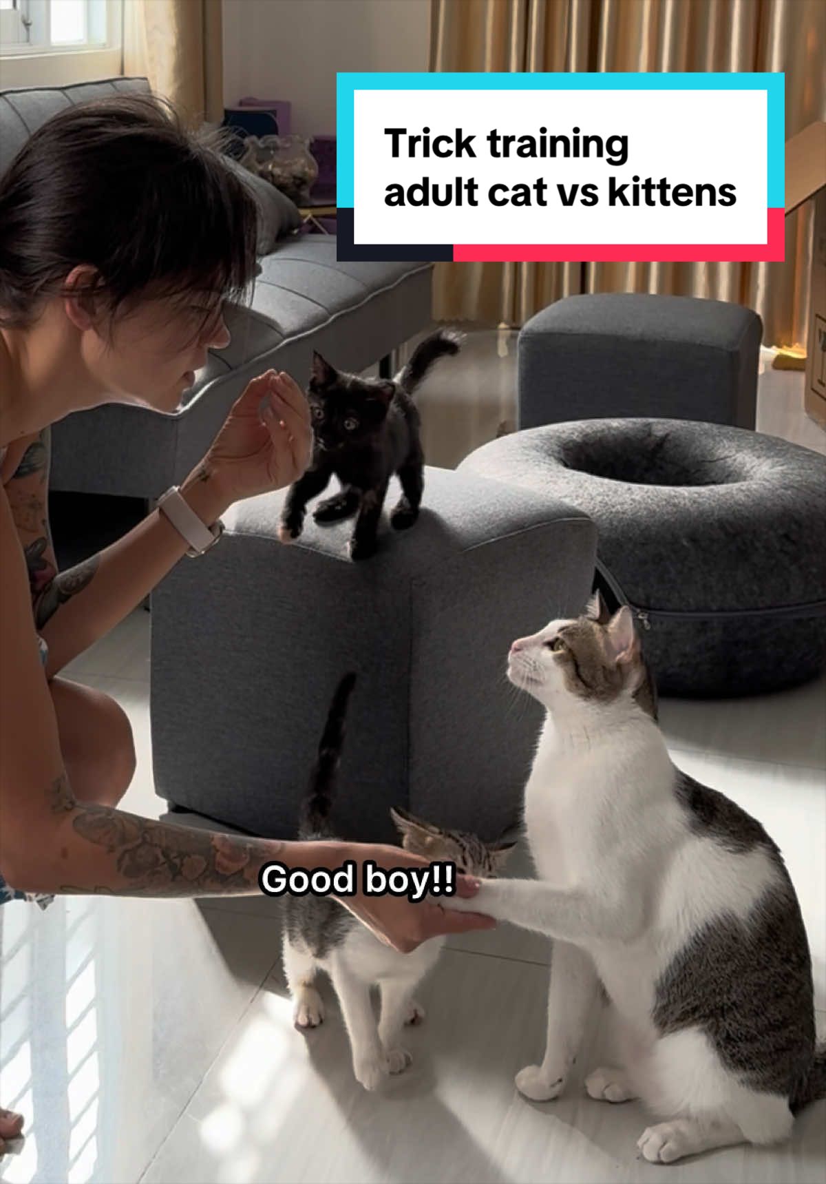 @Three Cats | Behavior & Life