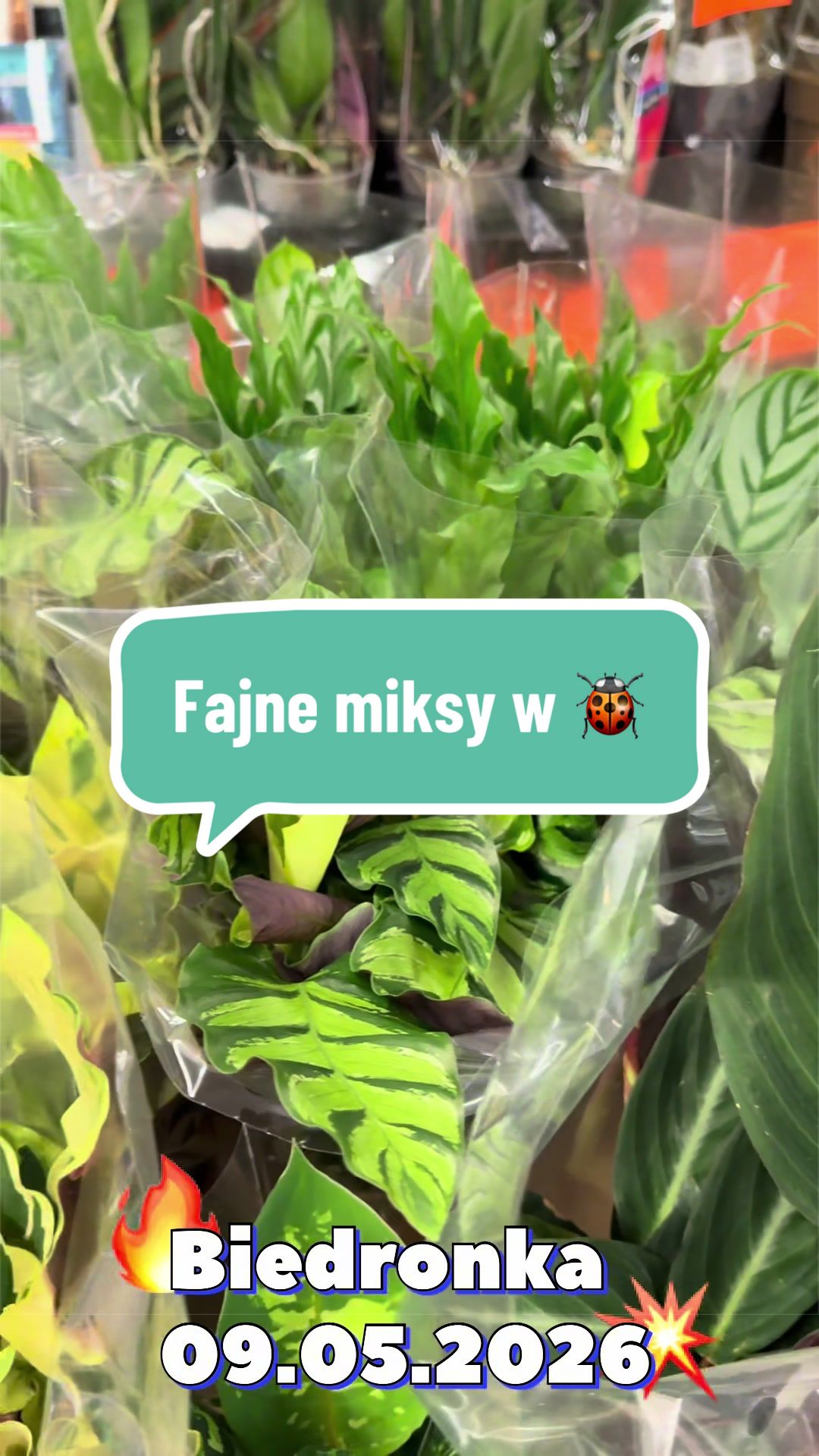 @maciej.plants