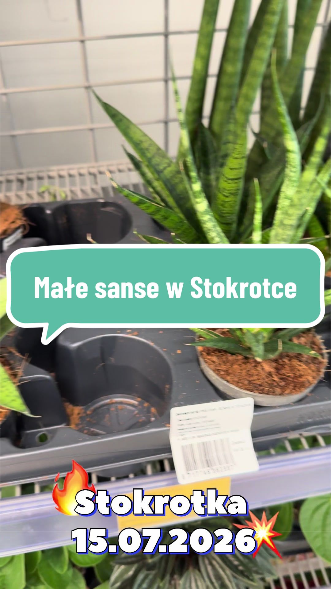@maciej.plants