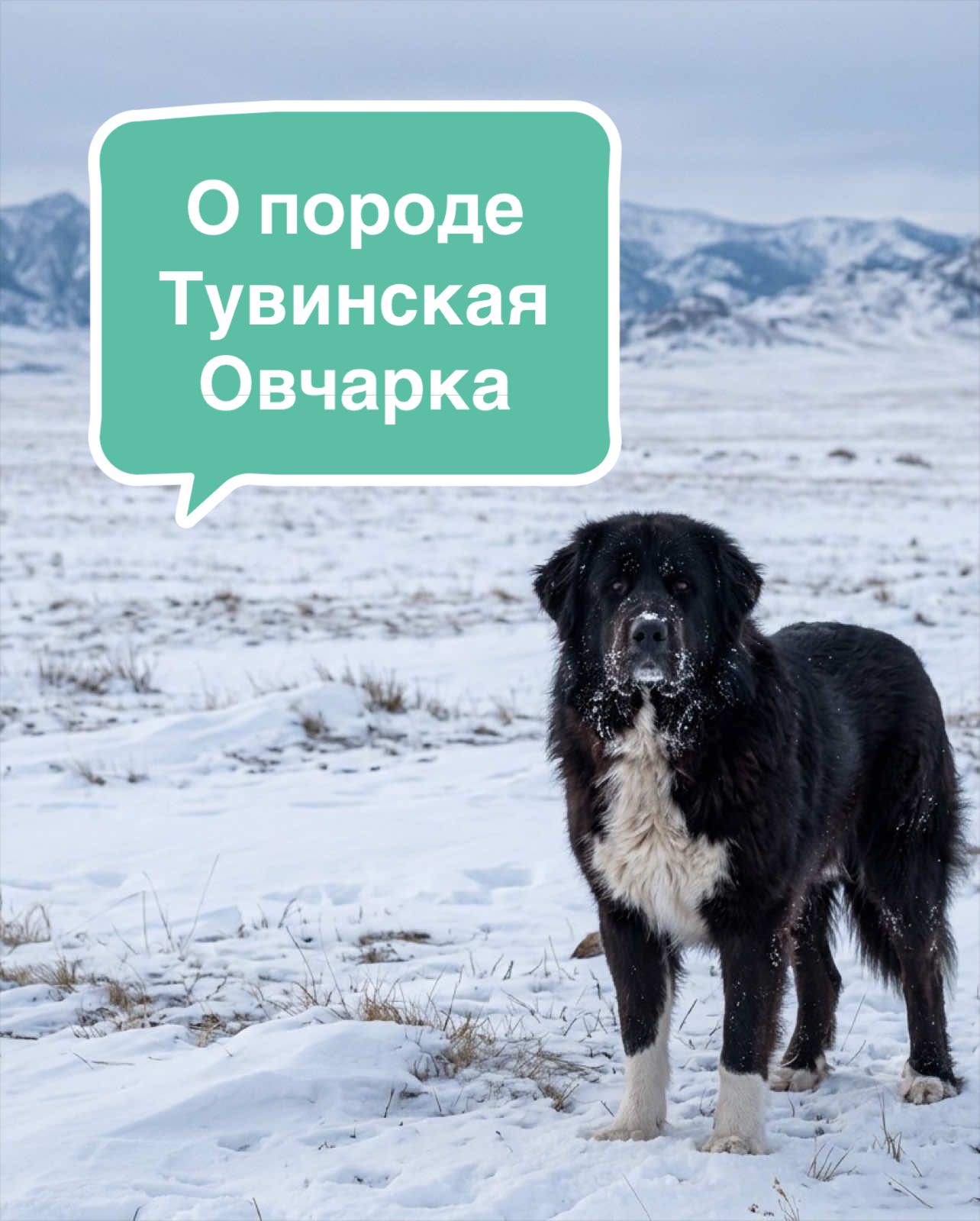 @Анастасия Ткачук | Кинолог