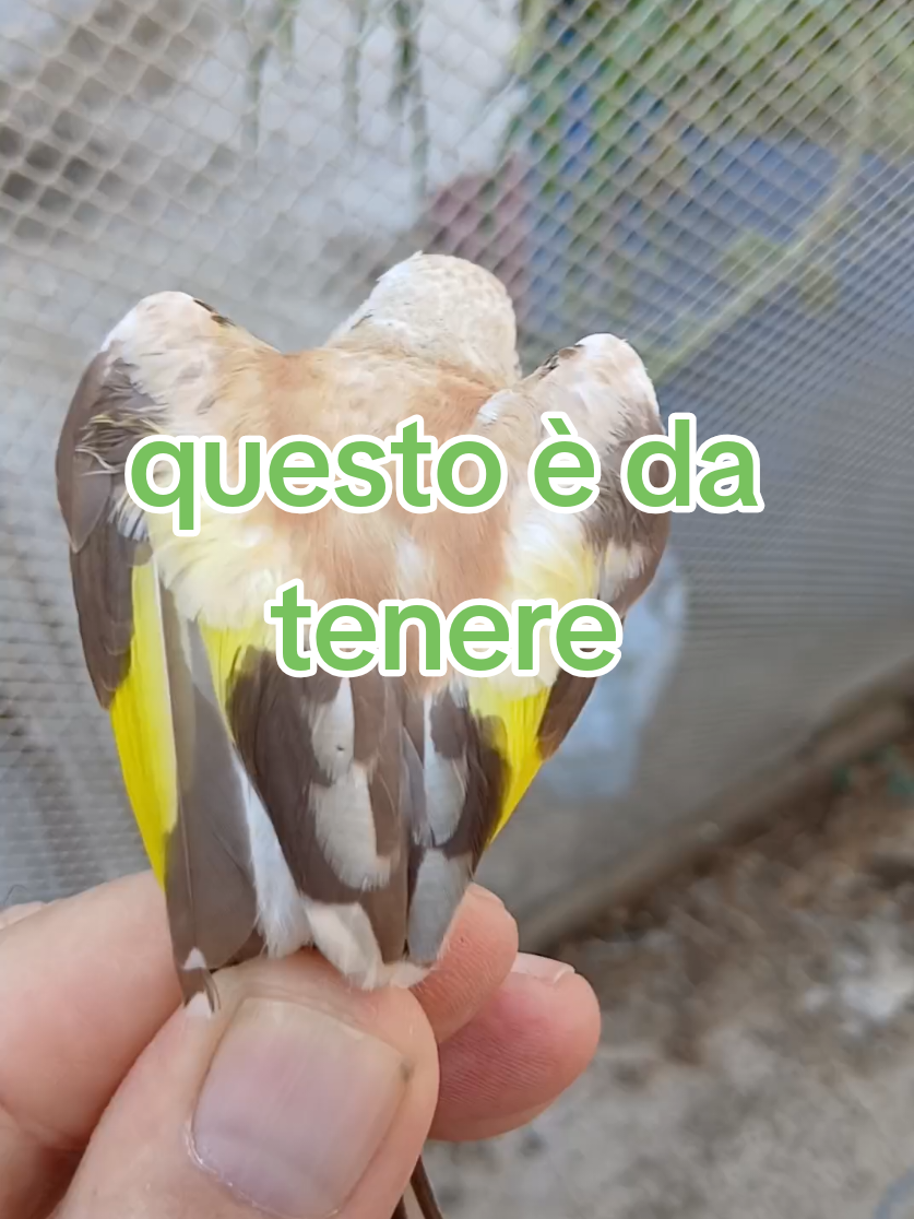@Leonardo Dellacorte