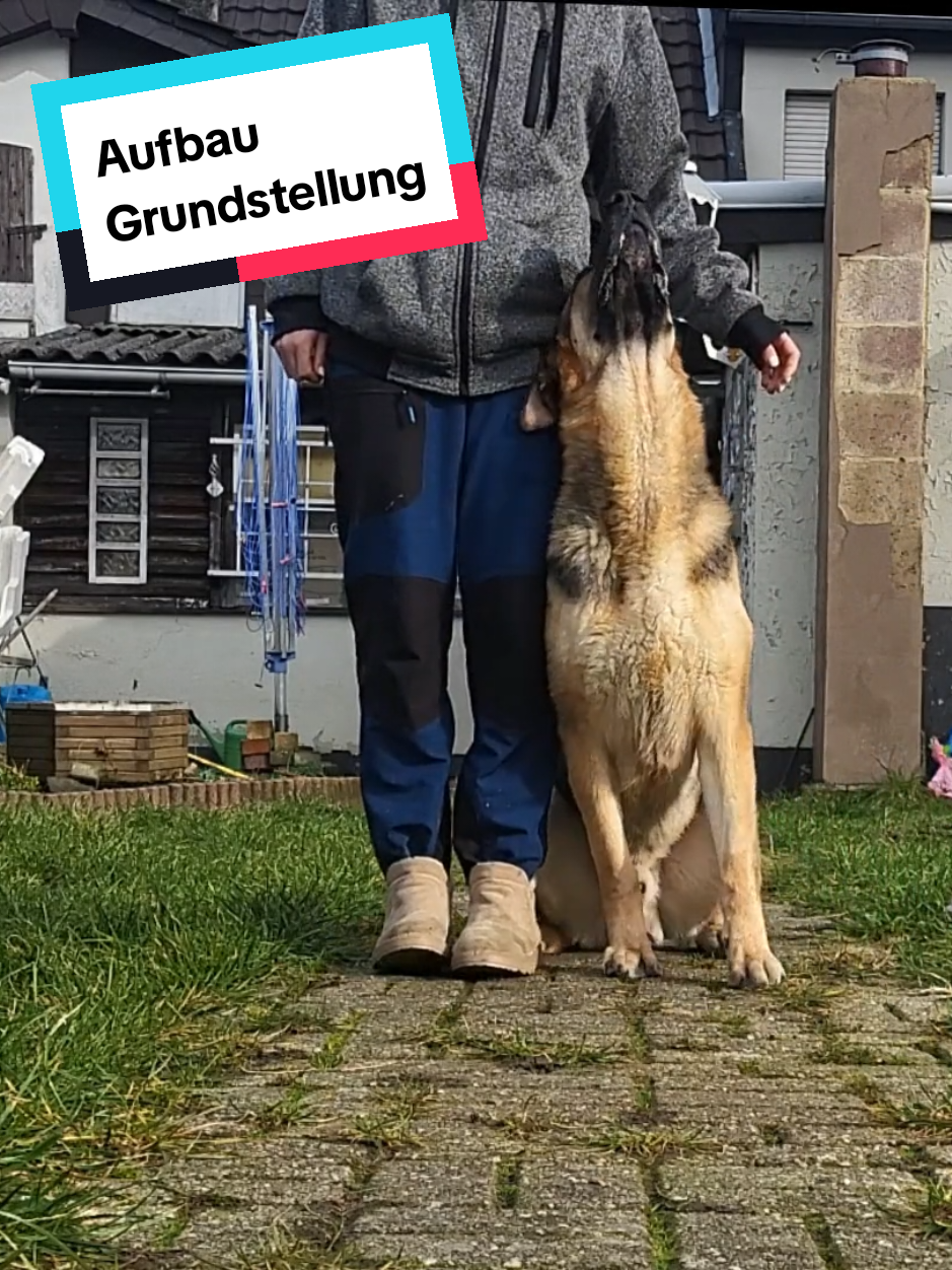 @Hundeschule Mit vier Pfoten