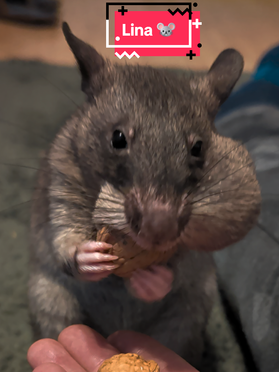 @Ratocalypse 🐀🤣🧀💥