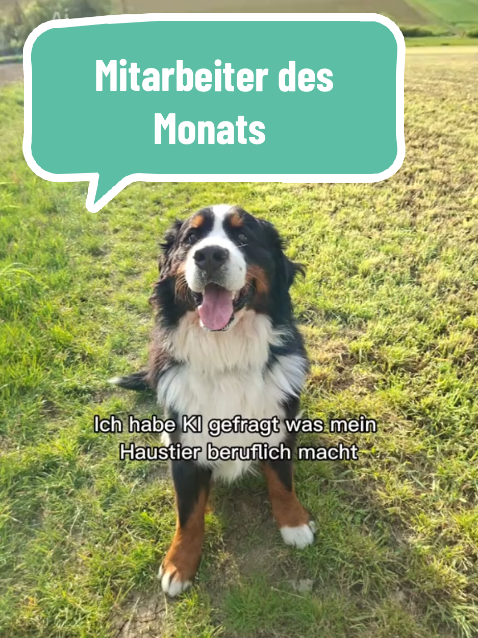 @BeagleTrifftBerner
