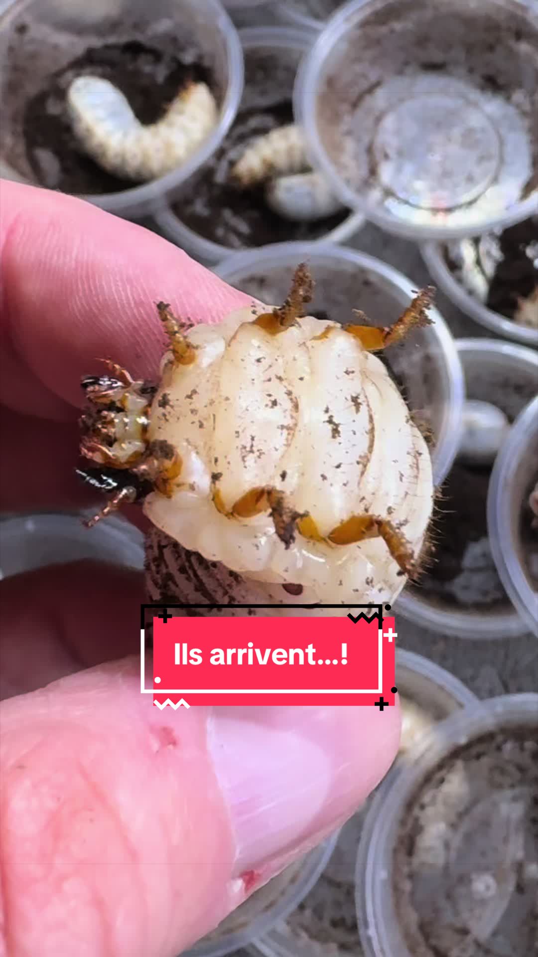 @Rock_n_insectes