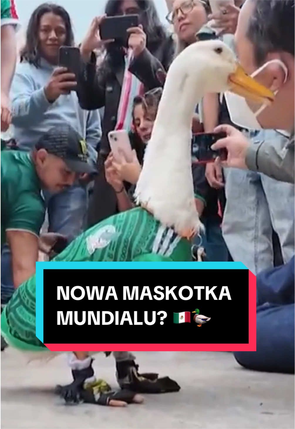 @pandawojtekyt