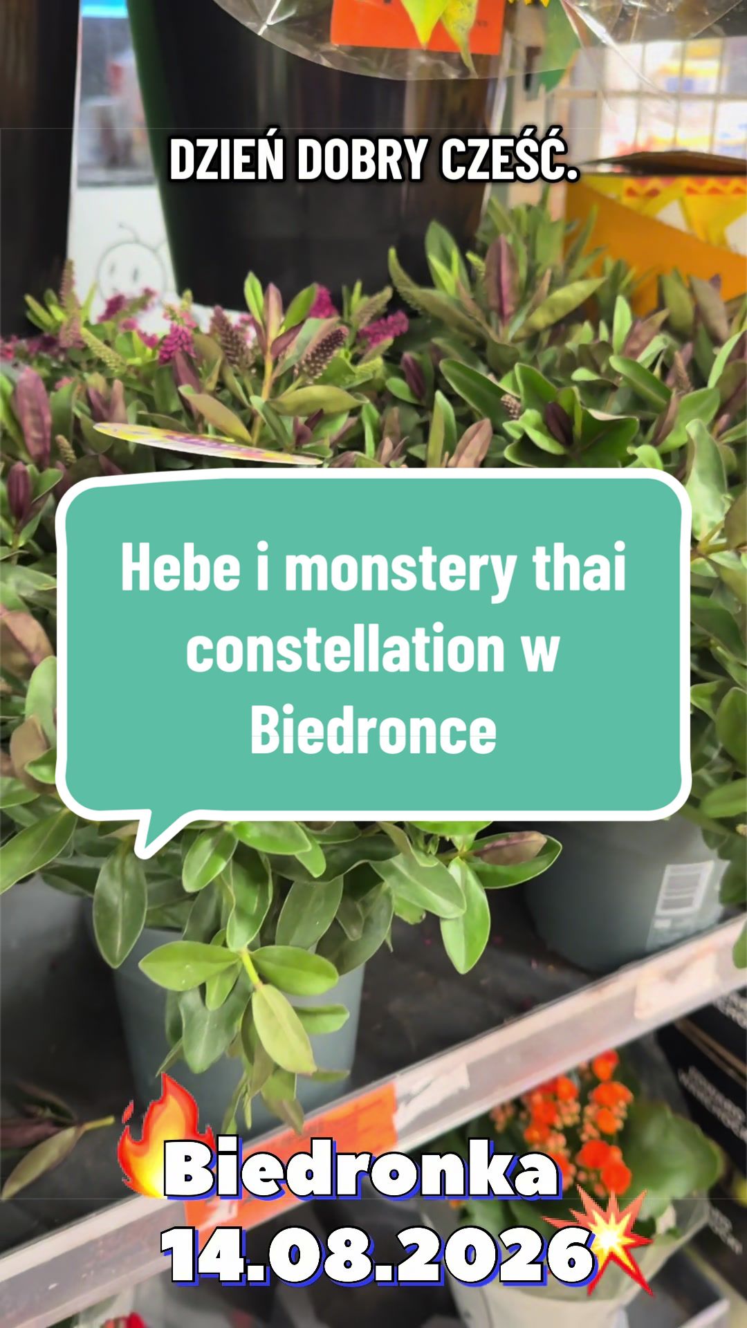 @maciej.plants
