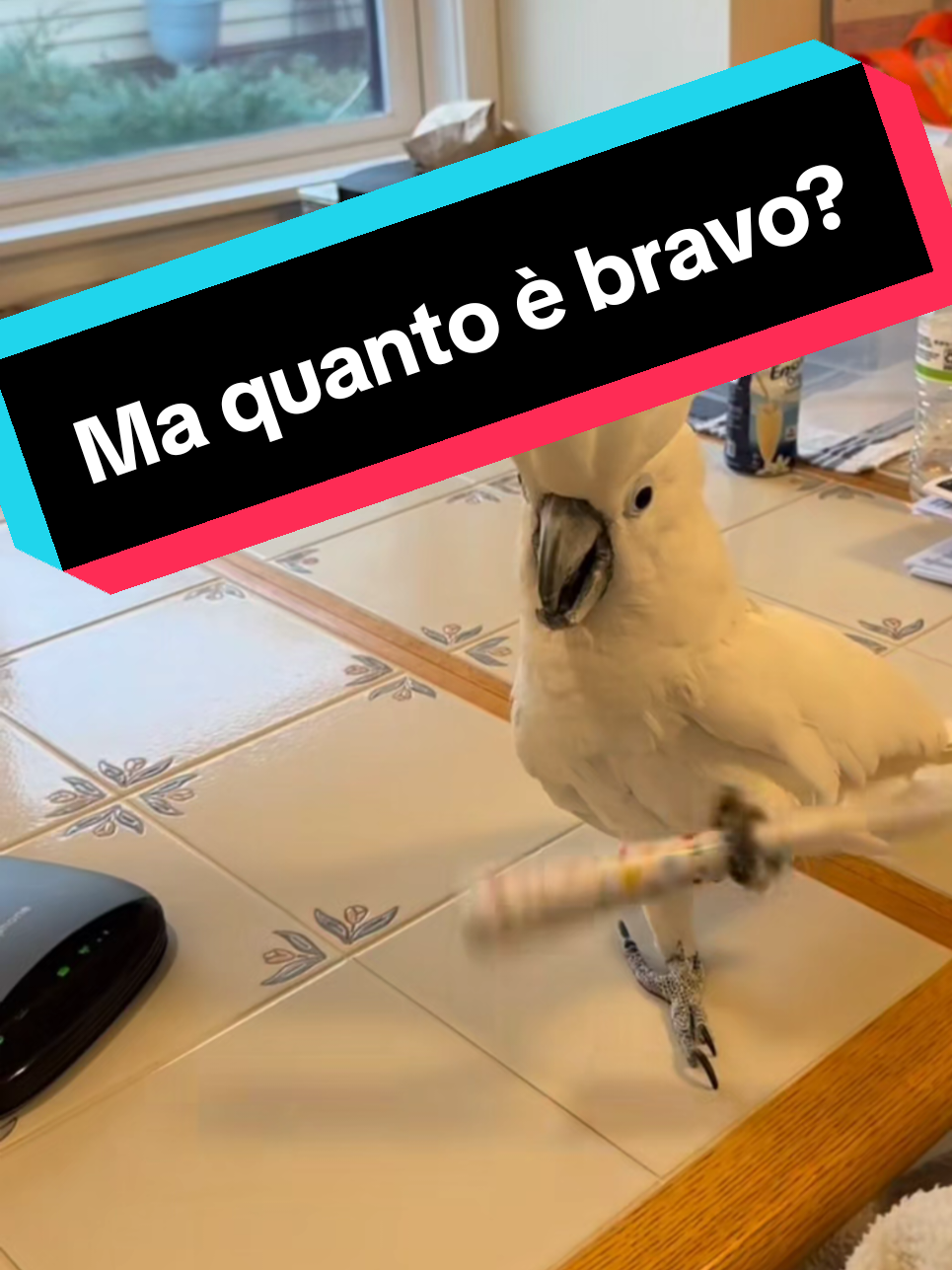 @Angelo B.J.