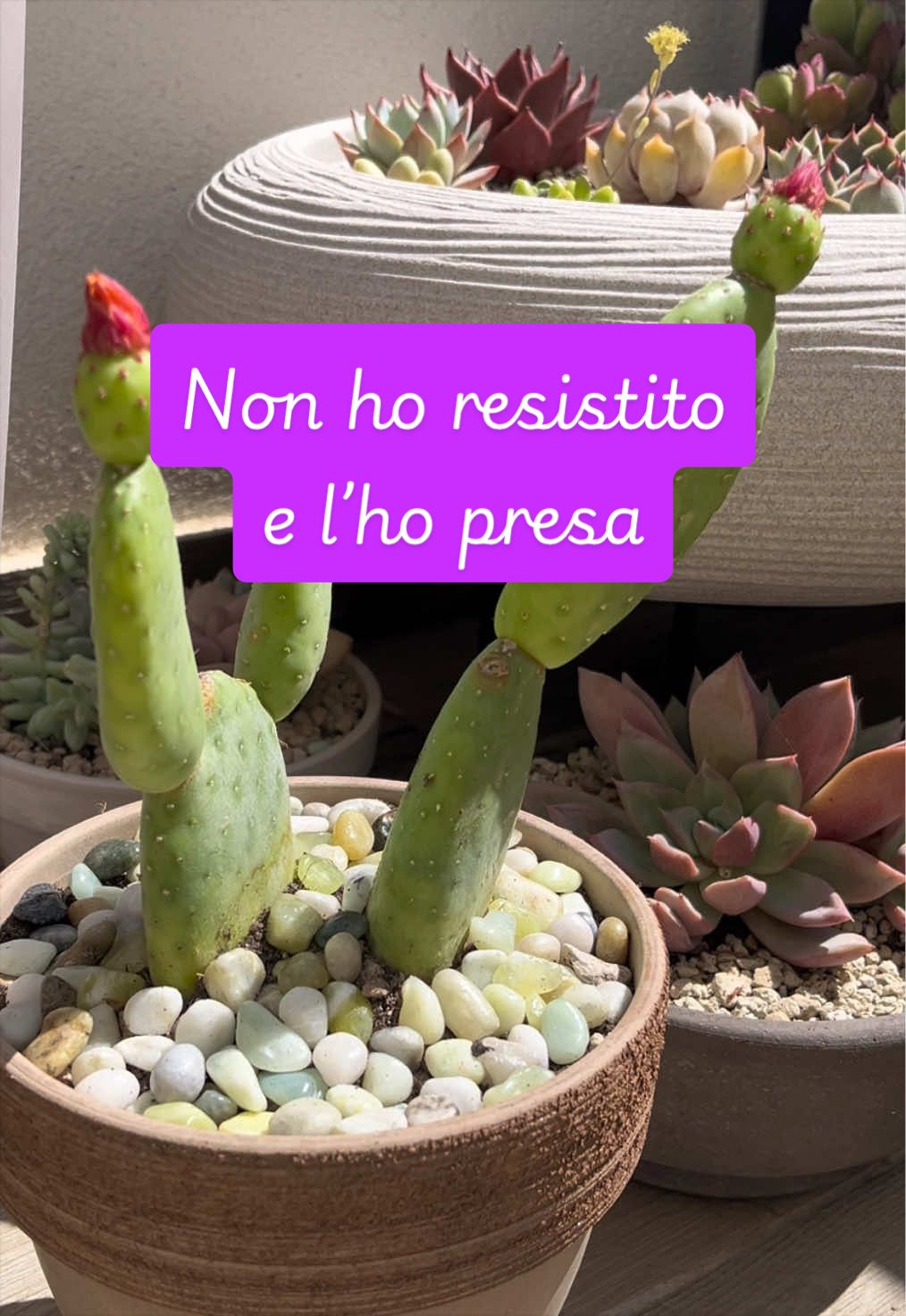 @piccole.spine.felici