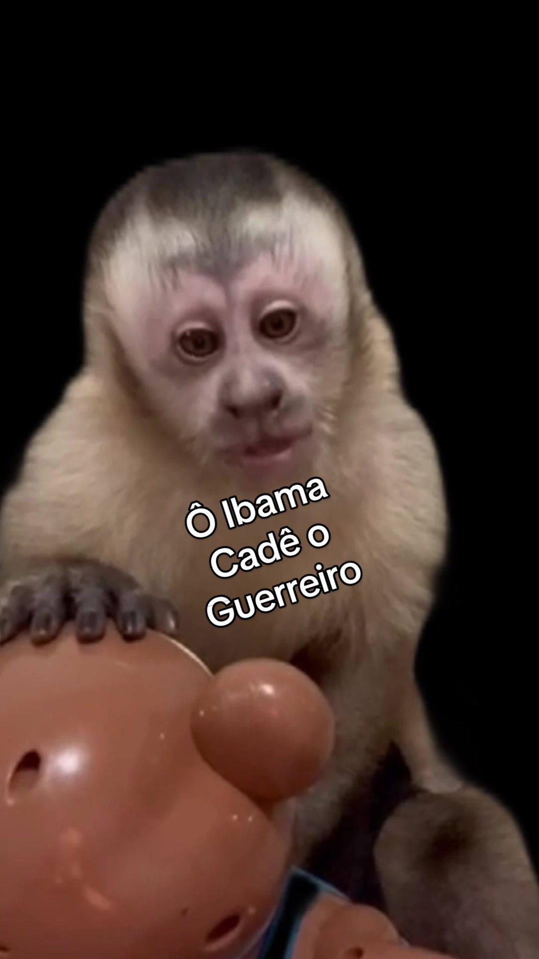 @Elisabete Silva