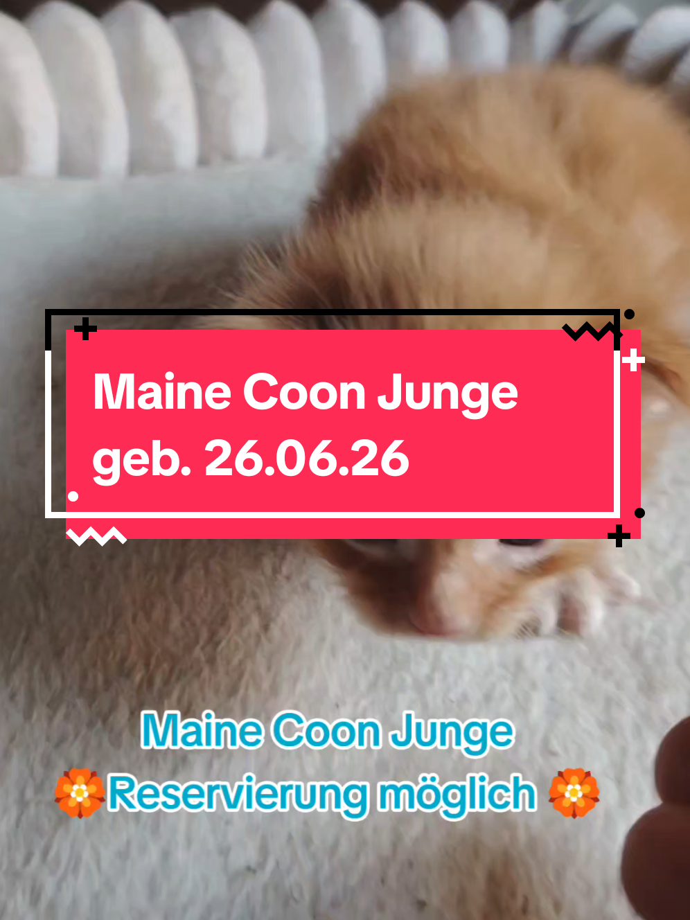 @Maine Coon Zucht WILD KRAFTS