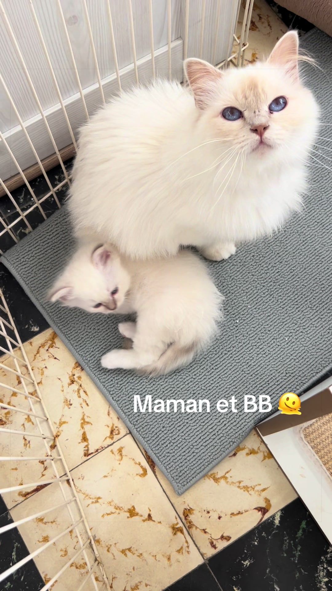 @Les f&eacute;lins d Angeline