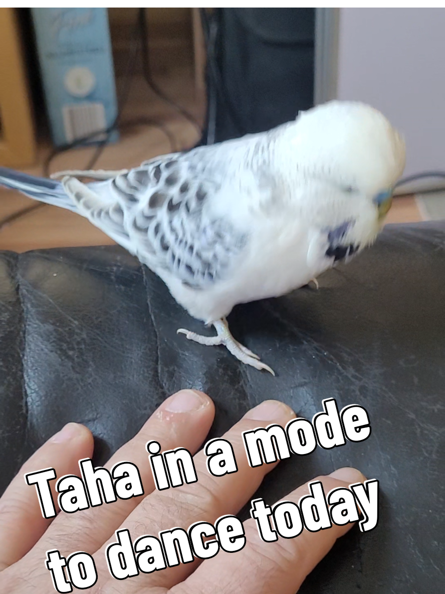@Taha the Budgie