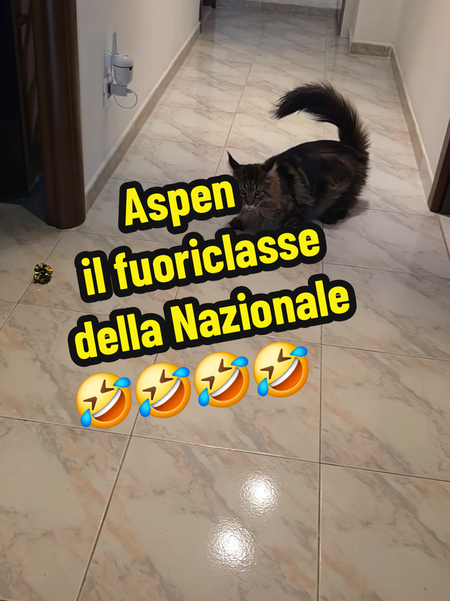 @🐾Aspen🐾