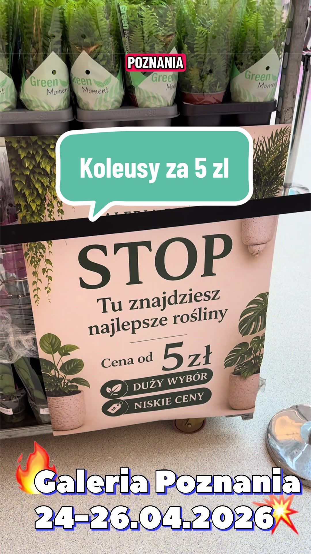 @maciej.plants
