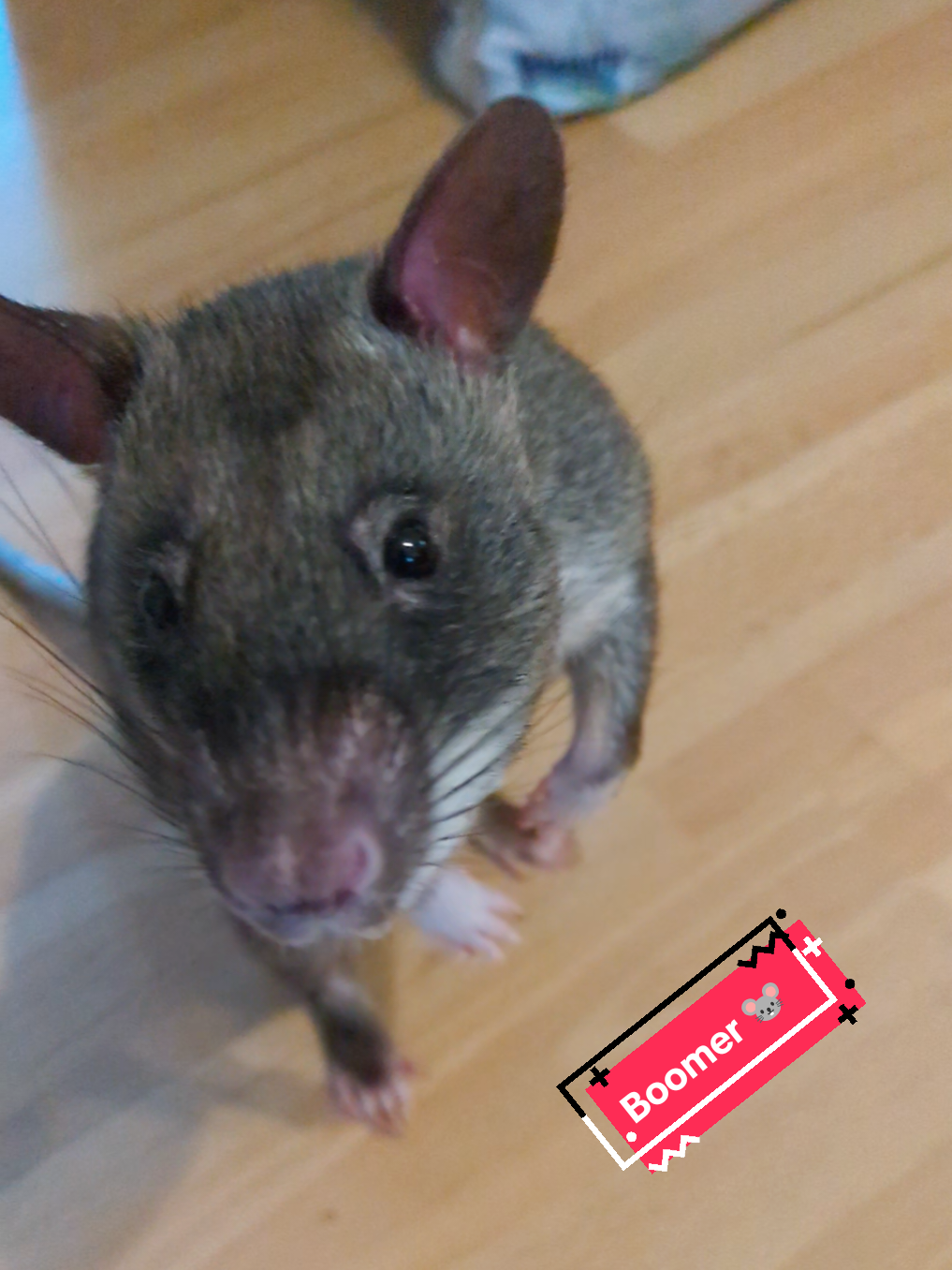 @Ratocalypse 🐀🤣🧀💥