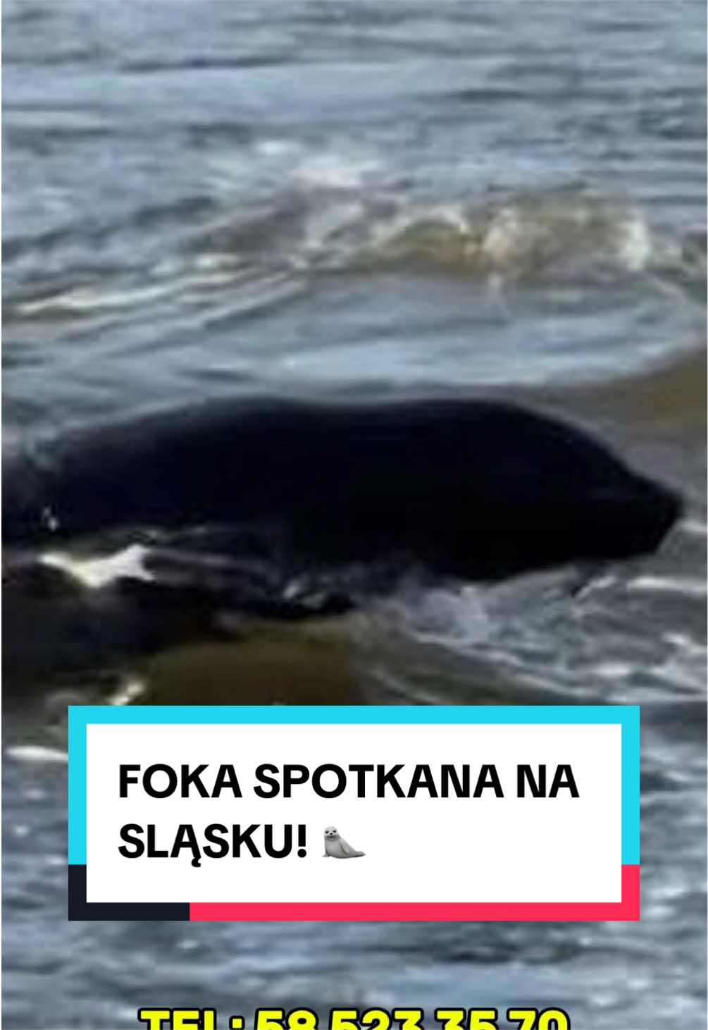 @pandawojtekyt