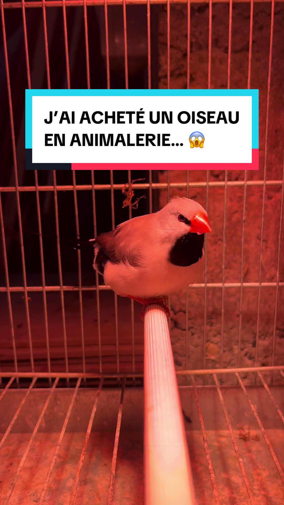@Les Animaux d&rsquo;Allan