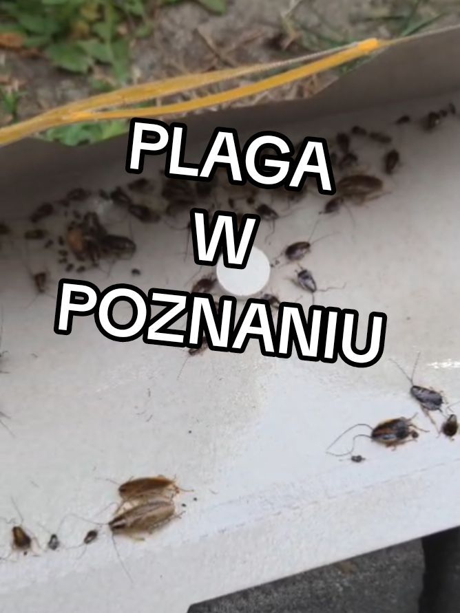 @wigoserwistv