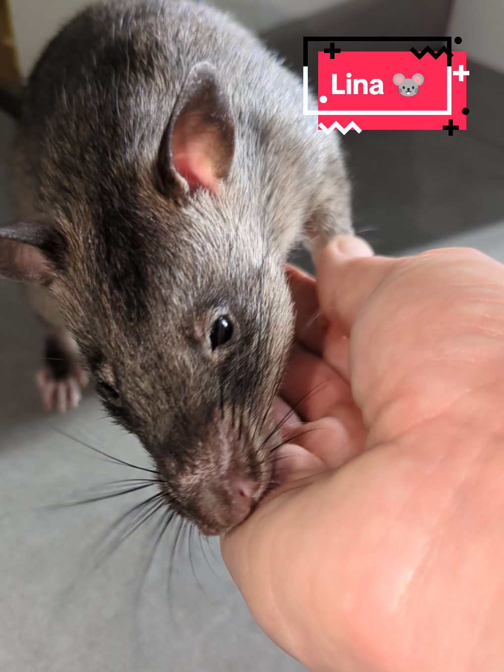 @Ratocalypse 🐀🤣🧀💥