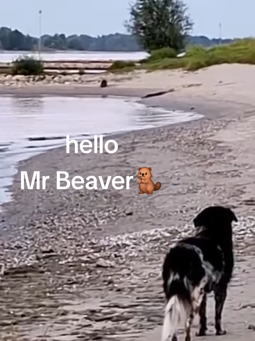@Shelly🏴🇳🇱🐕💚🦋