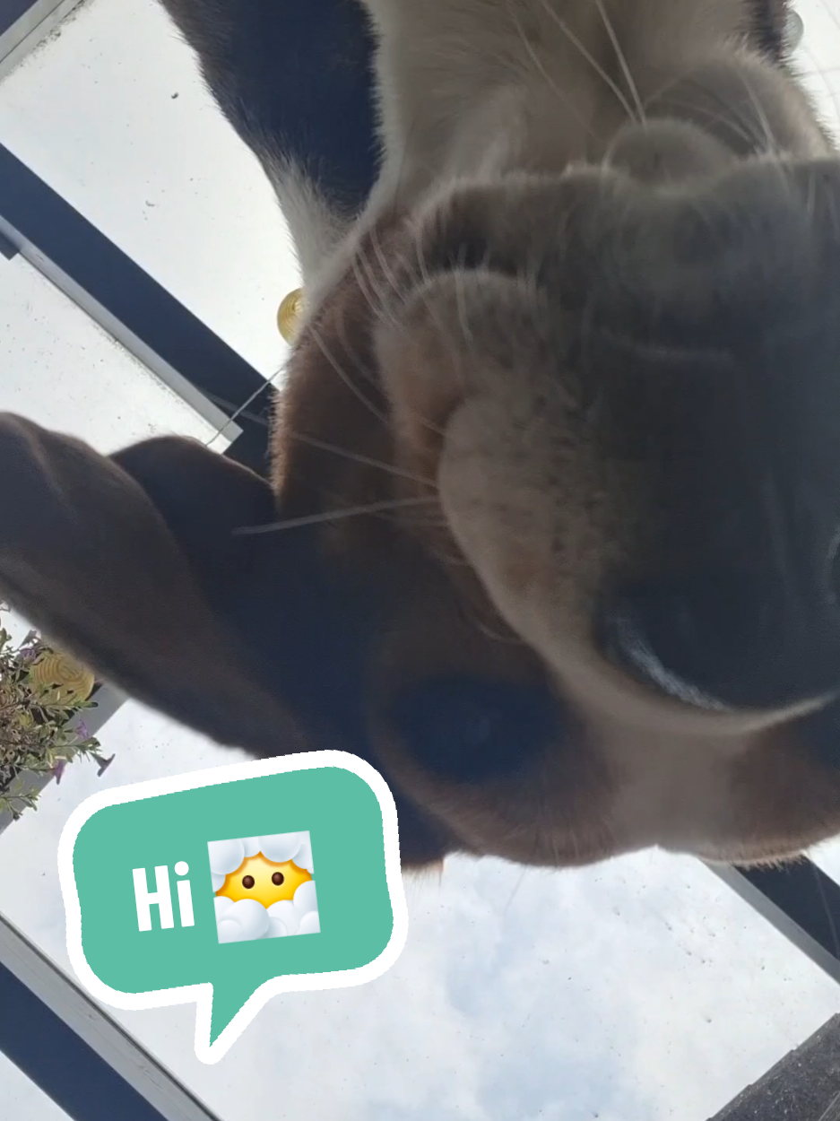 @BeagleTrifftBerner