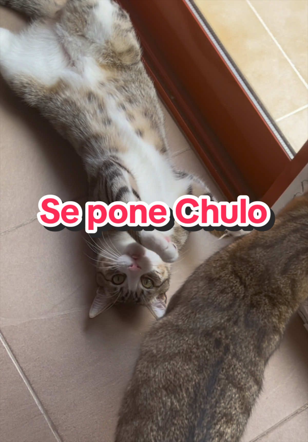 @Gatitos Gatetes
