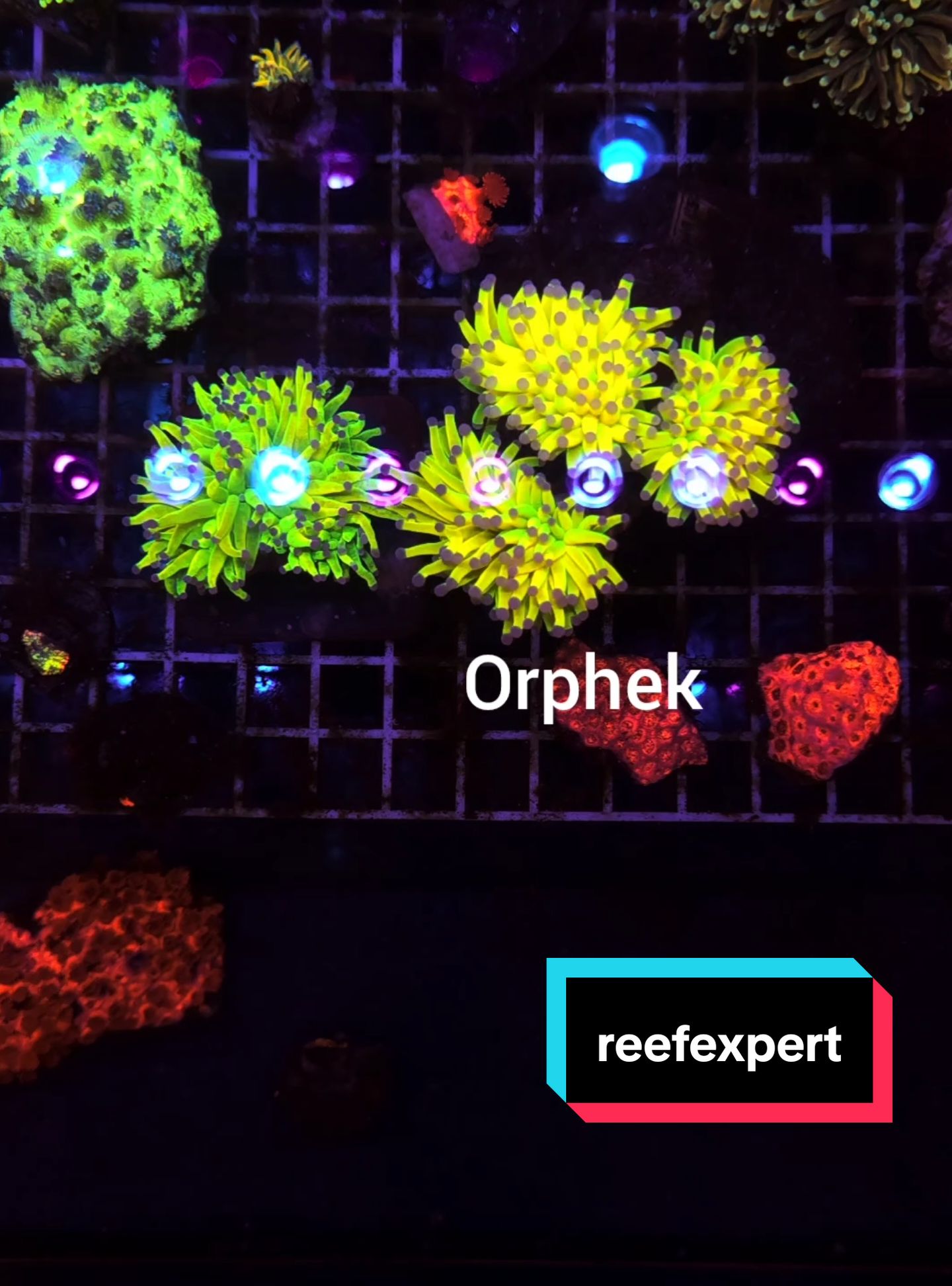 @Reefexpert