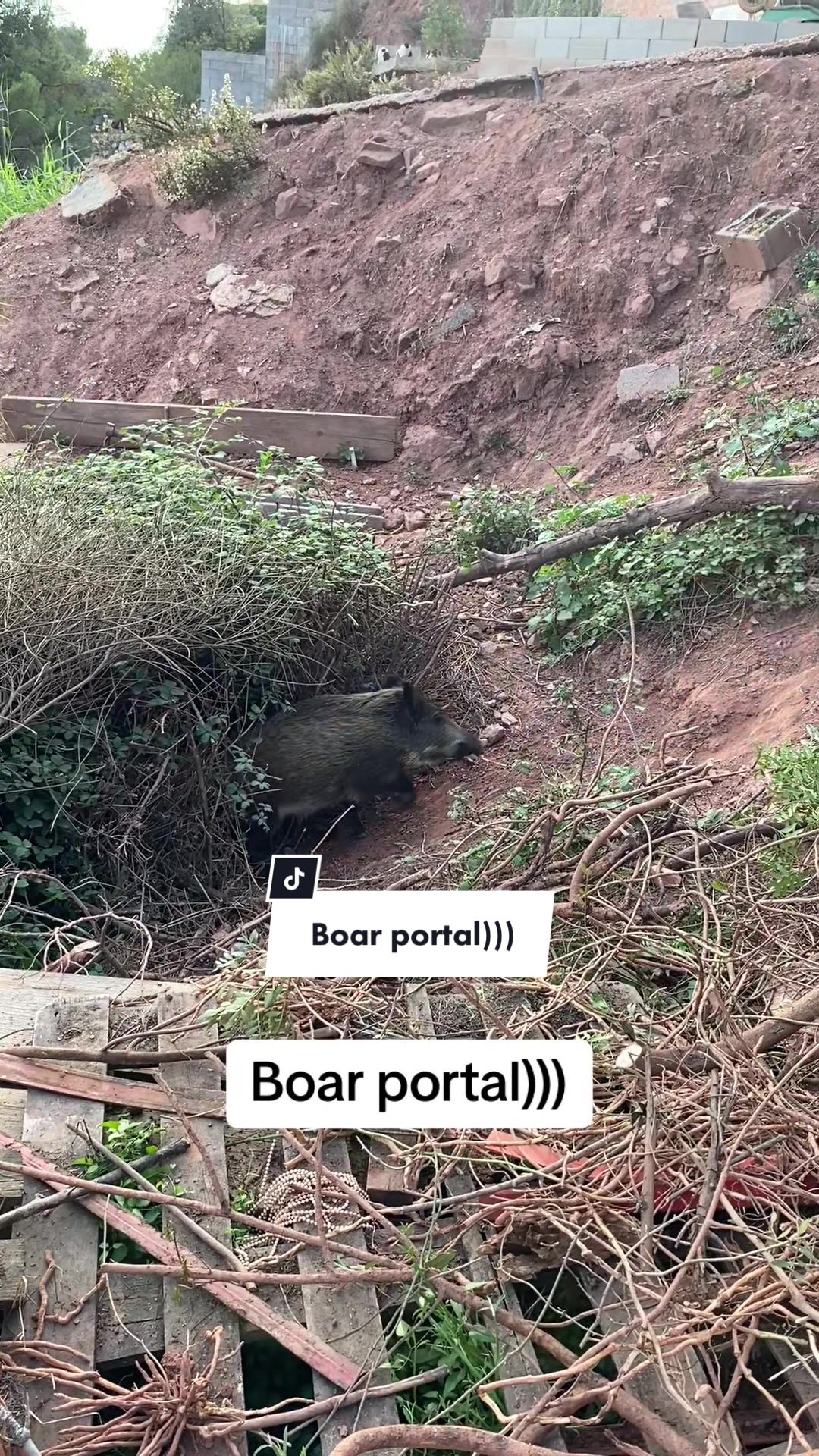 @Cute Boars