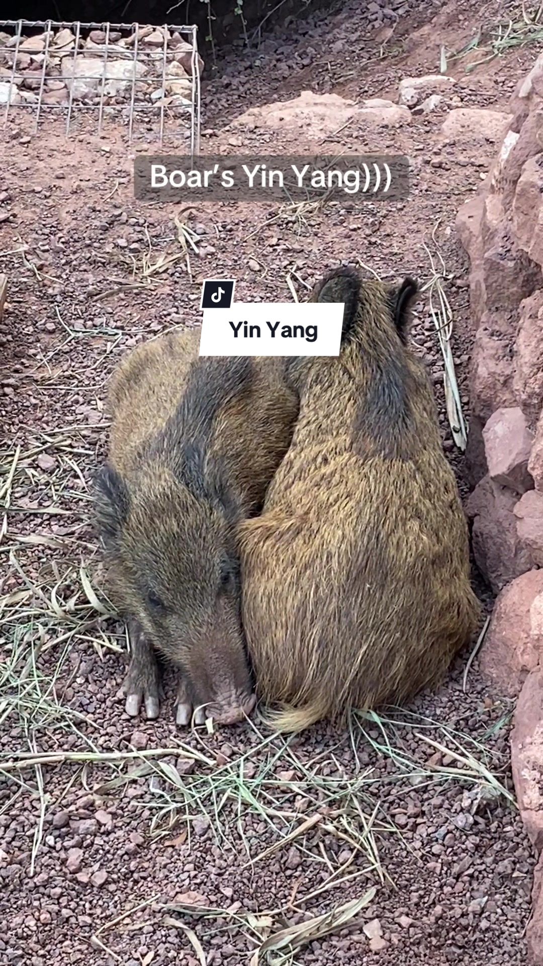 @Cute Boars