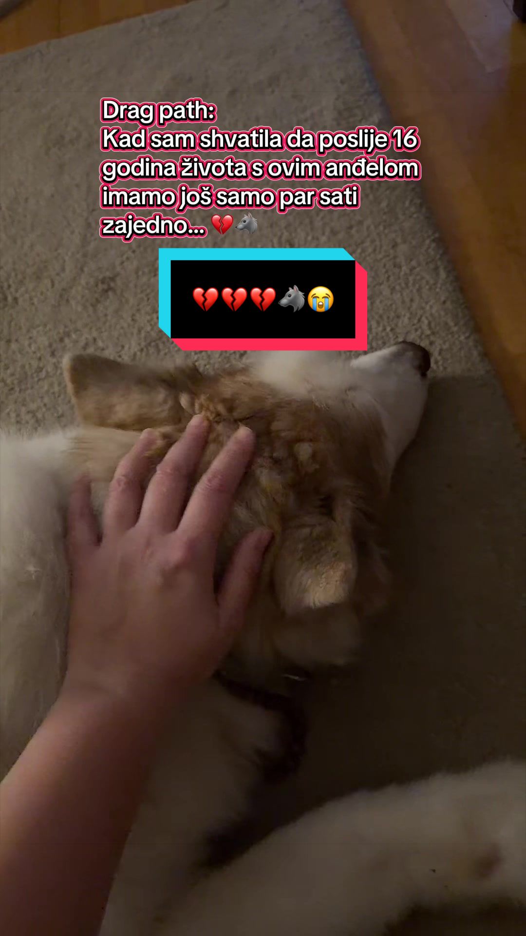 @MojiPsi (Fei the Husky)
