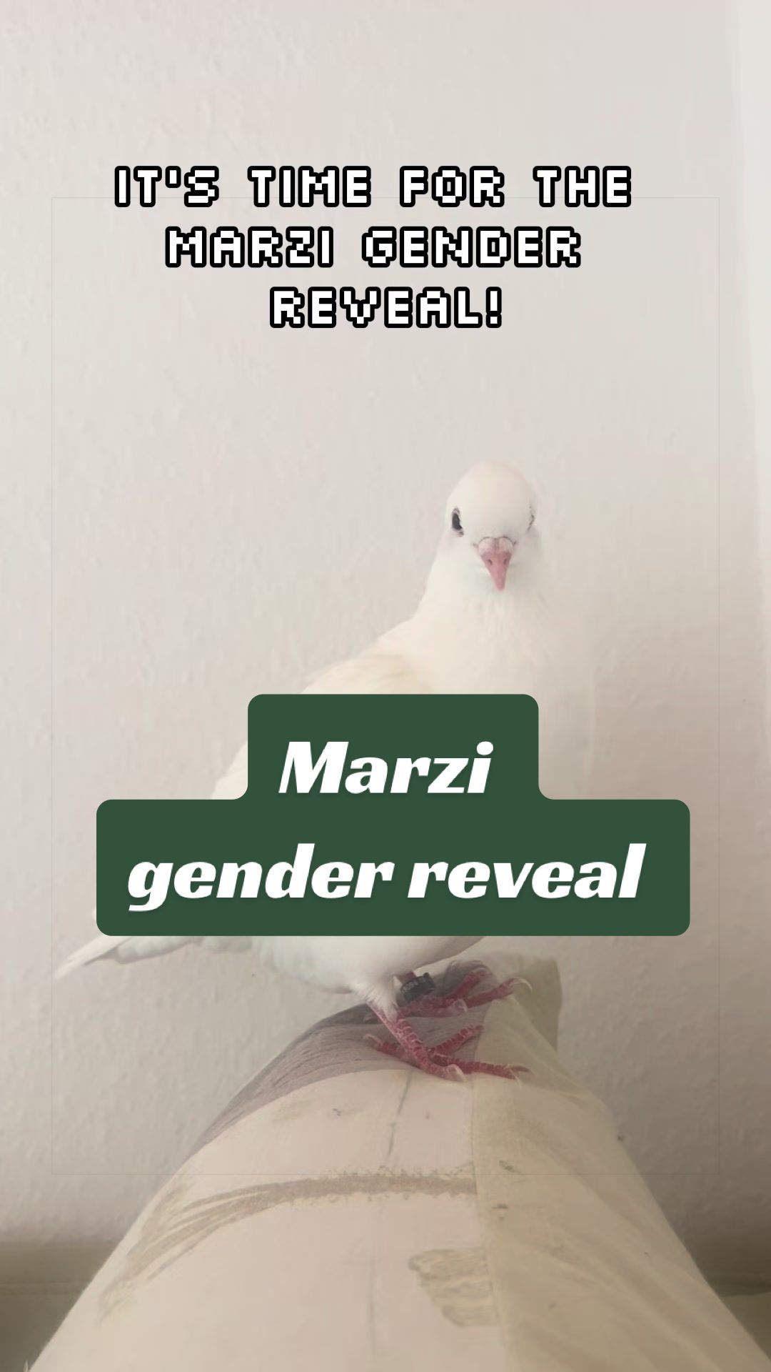 @Lisa‘s Pets