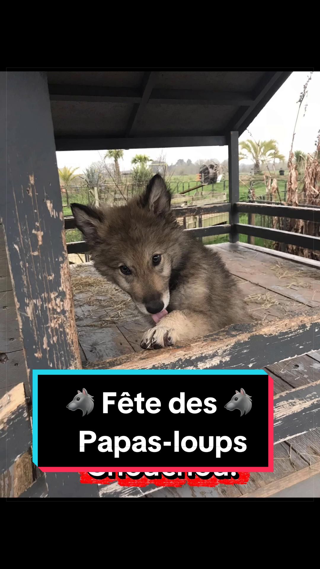 @🐺 Ragnar_et_sa_meute 🐺