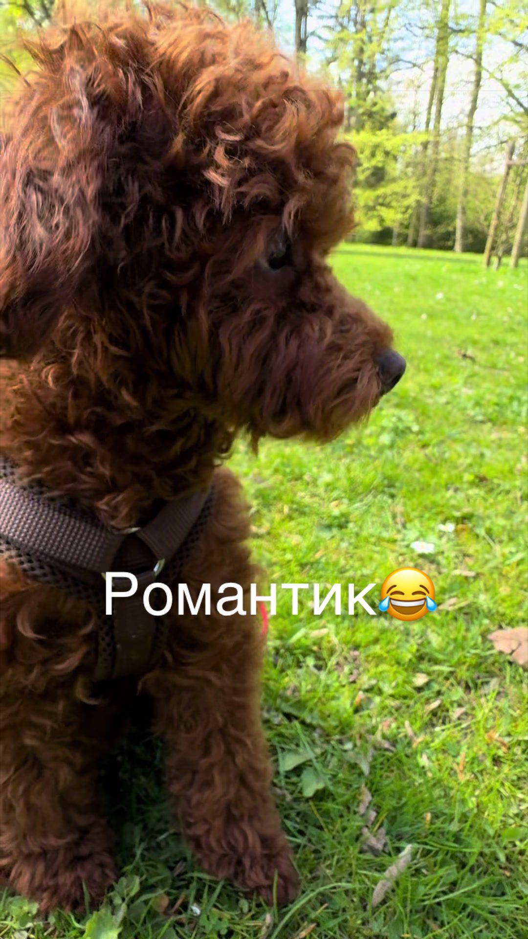 @❤️🐶Elena & Hundewelt🐶❤️