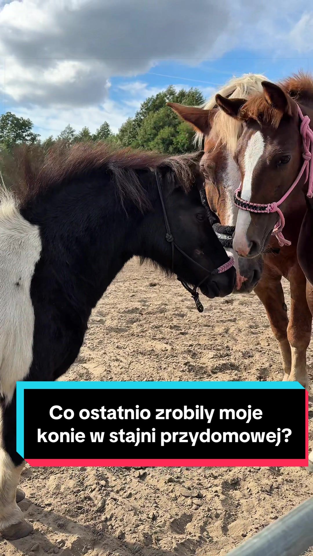 @Stado_Belli