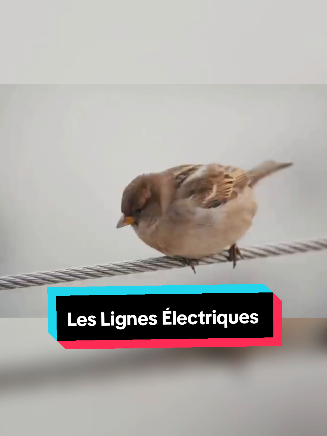 @Savoir Plus 🤓