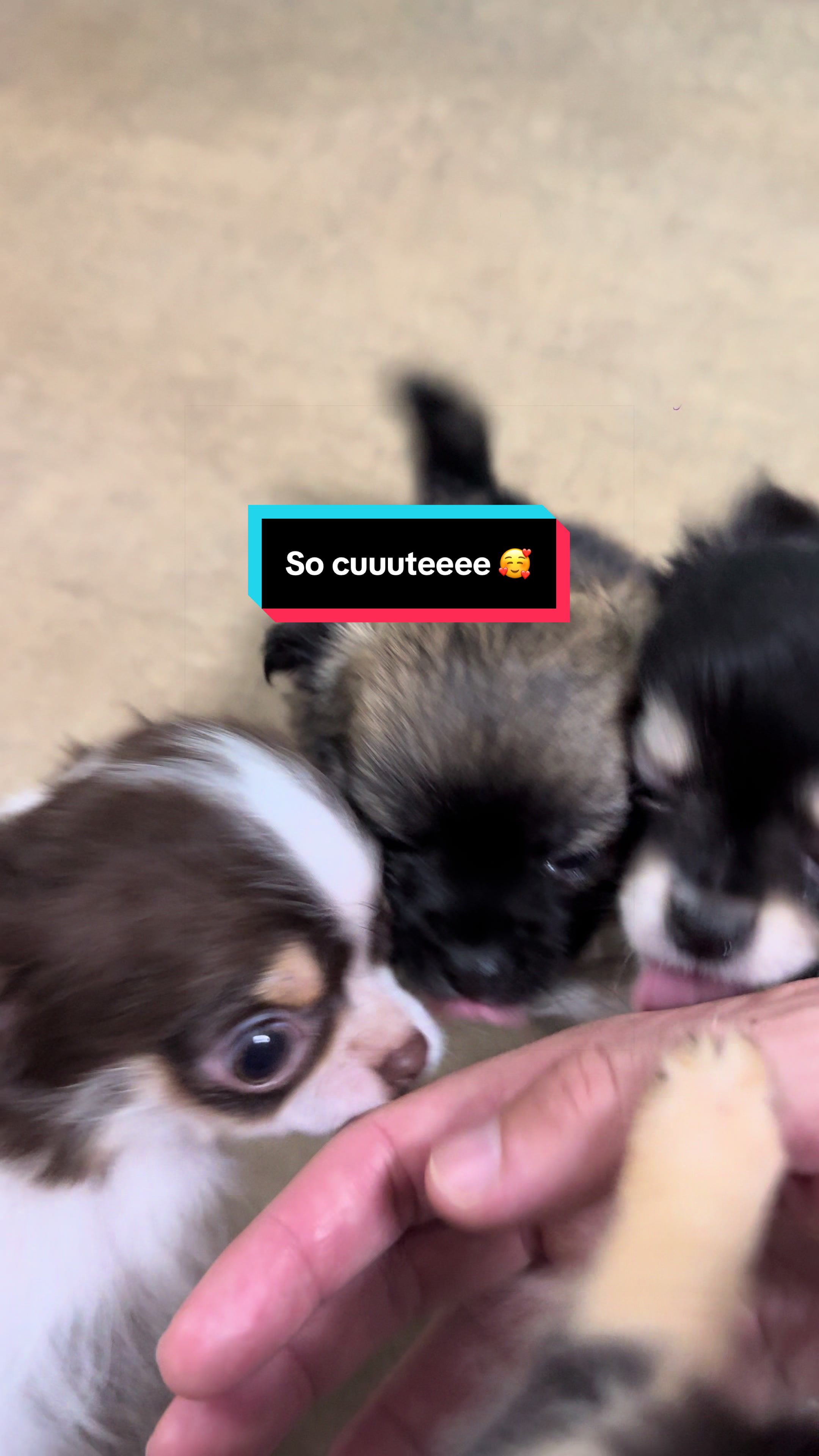 @óla_chihuahua