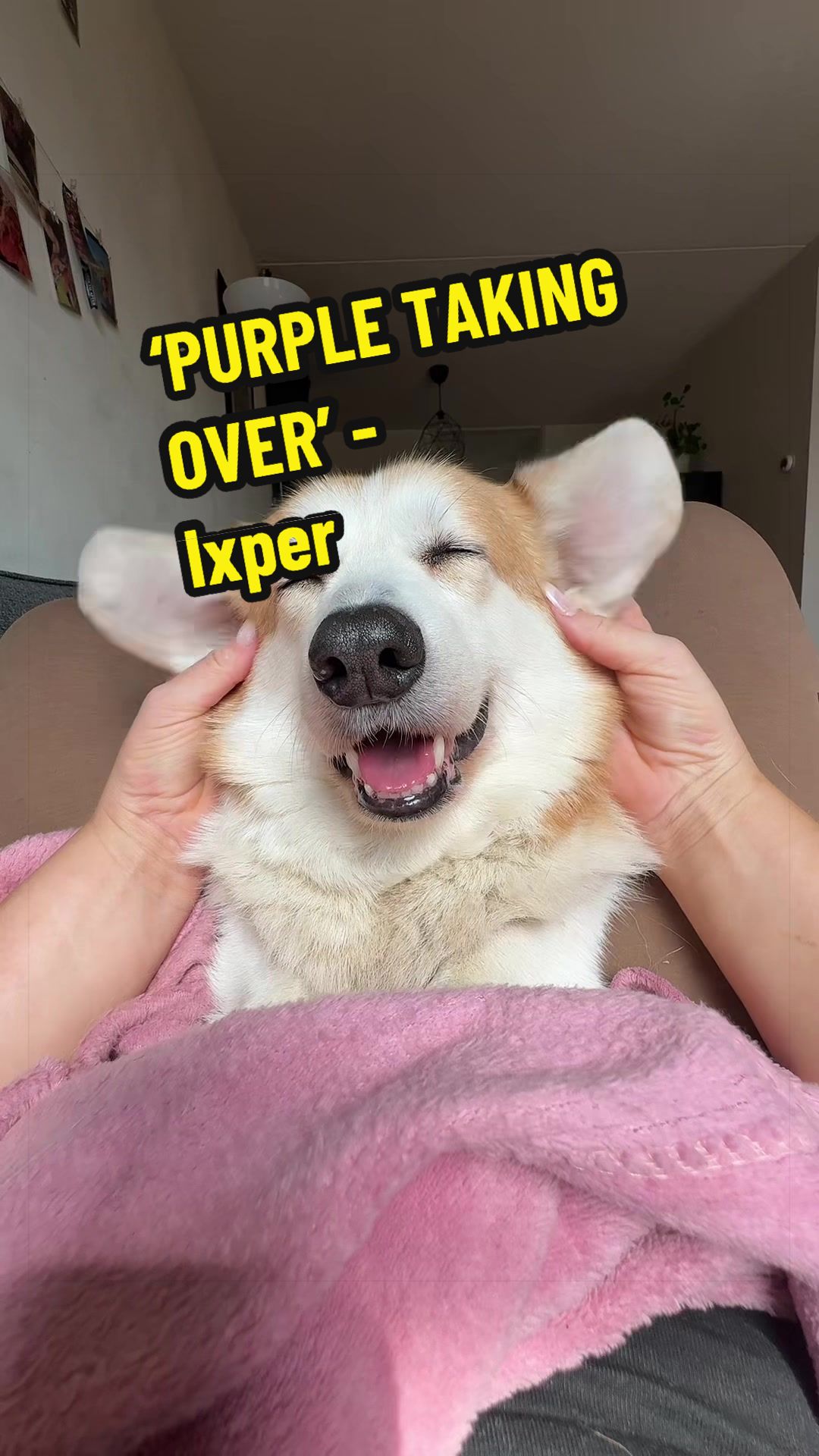 @Kickroll Corgi Charlie 🐶🚀