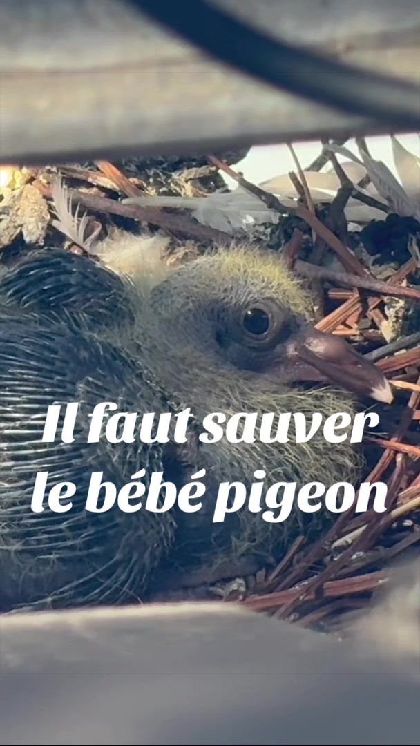 @Aline Dessine