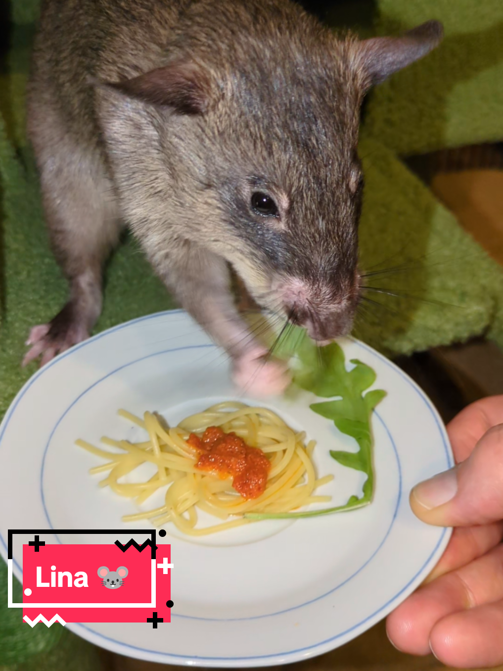 @Ratocalypse 🐀🤣🧀💥