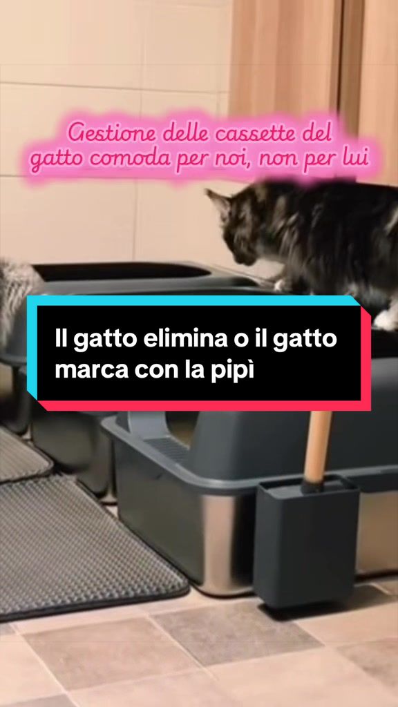 @Paolagemma Consulente Felina😻